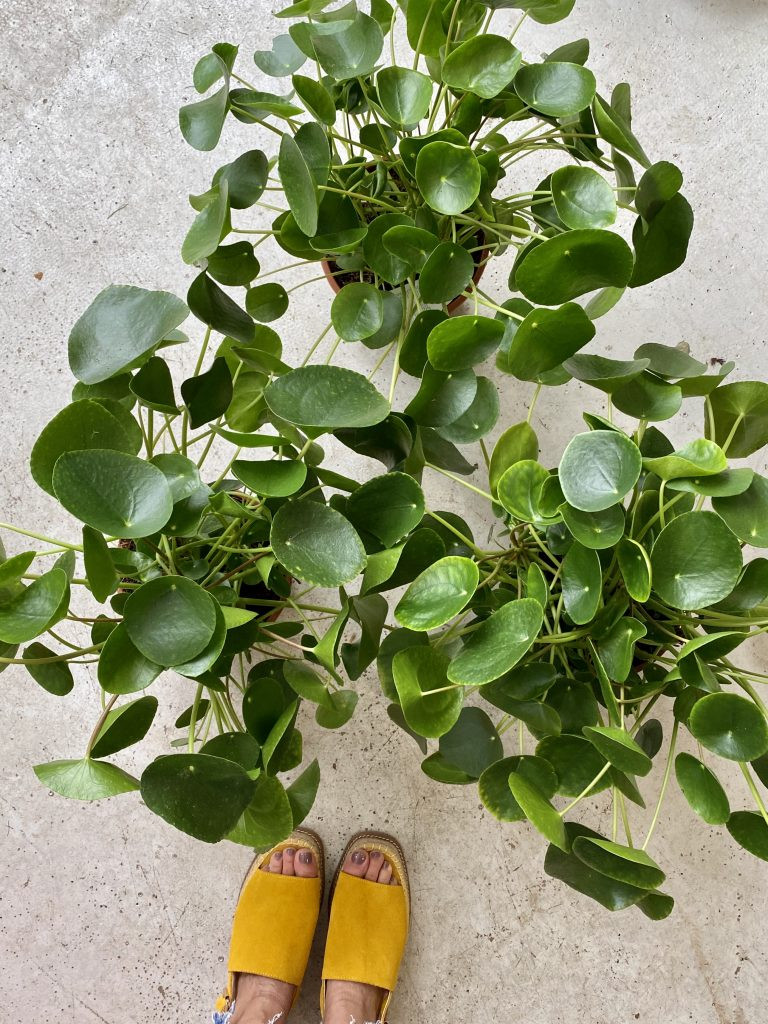 North Devon houseplants