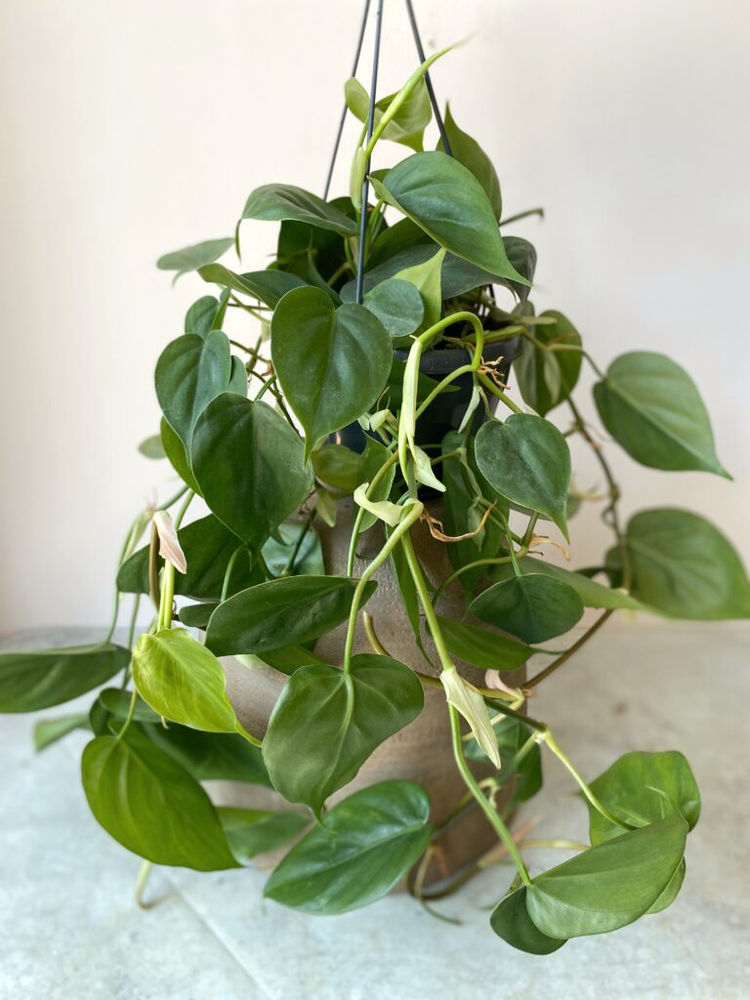 House Plants Delivered In Bristol