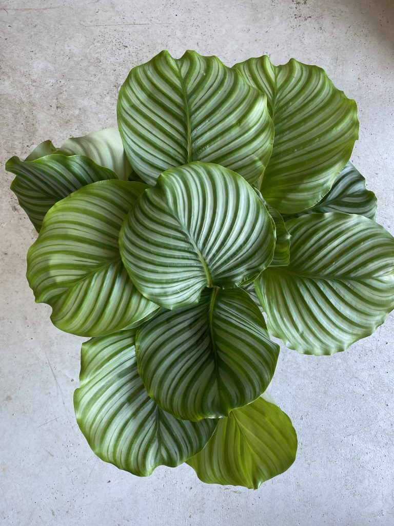 Top 5 houseplants