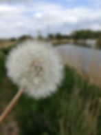 photo dandelion.jpg
