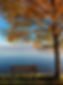 aaron-burden- tree bench-unsplash.jpg