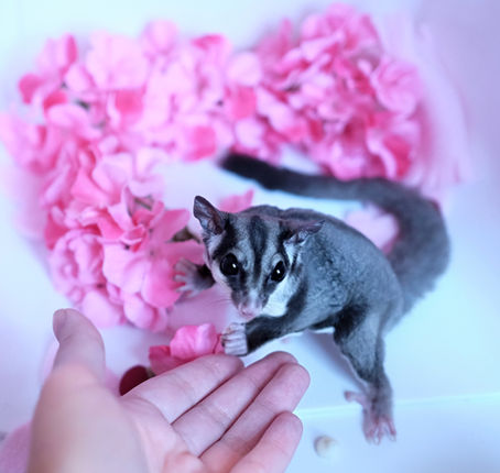 Babies For Valentine's Day