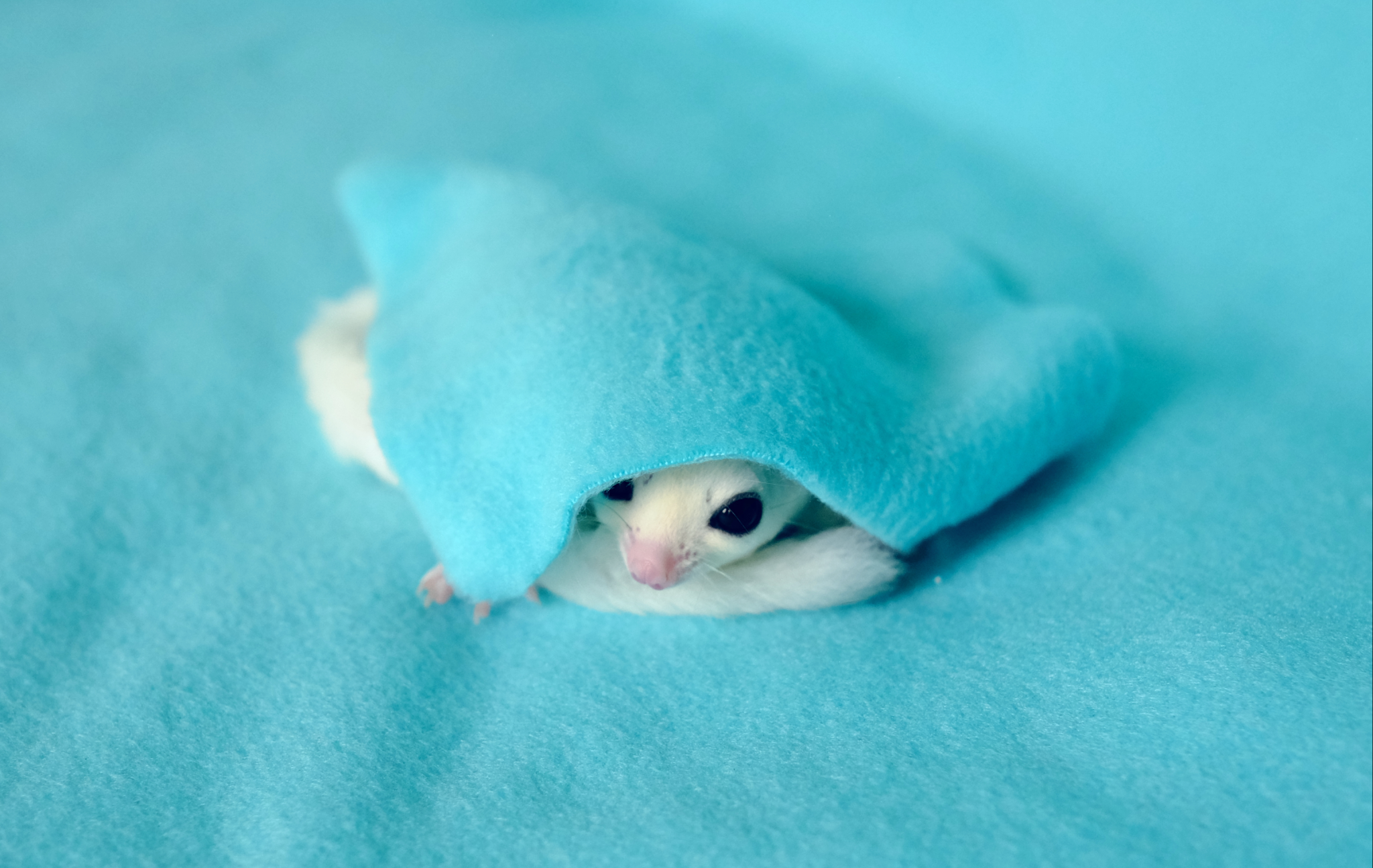 Pouch Babies Sugar Gliders | lineaged sugar gliders for sale