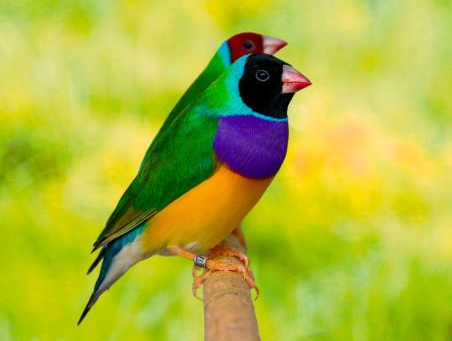 Comprendre la génétique chez les diamants de Gould