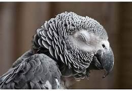 🚑 Les premiers gestes en cas d’urgence chez les oiseaux de cage et de volière 🧰