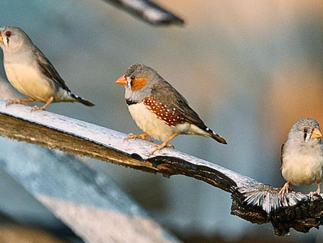 Le language des oiseaux