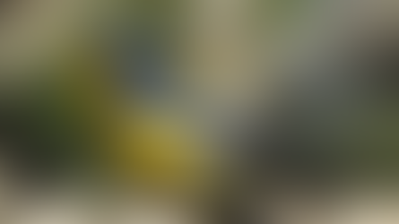 Top 9 des oiseaux les plus petits du monde !!