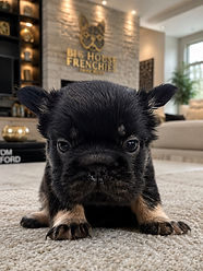 Black and Tan Fluffy French Bulldog In living room floor