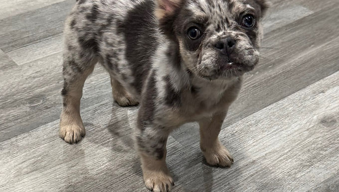 Merle Fluffy French Bulldog 
