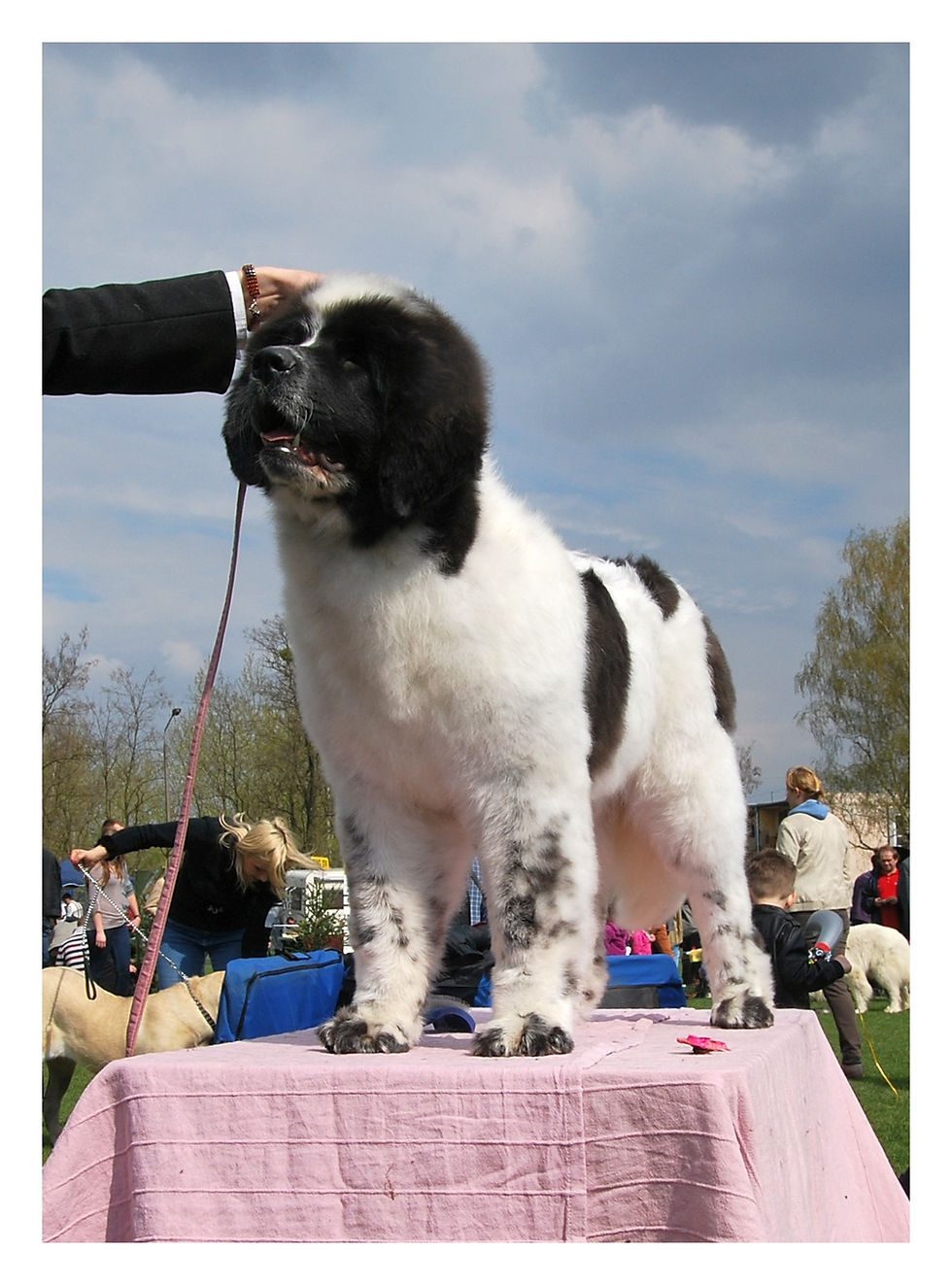 Best Puppy, BIS III