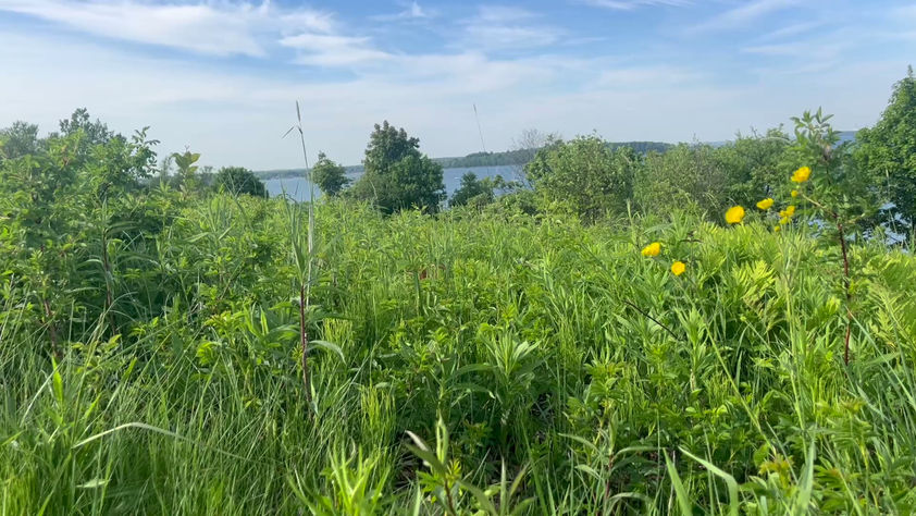 Video Trailer for My New Book FLORALIA from Sundress Publications