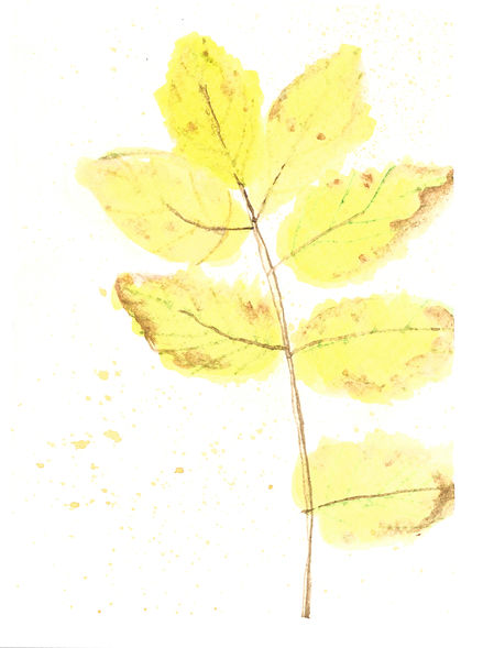 Yellow Leaf.jpeg