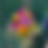 Miniaturbild: Colorful Summer