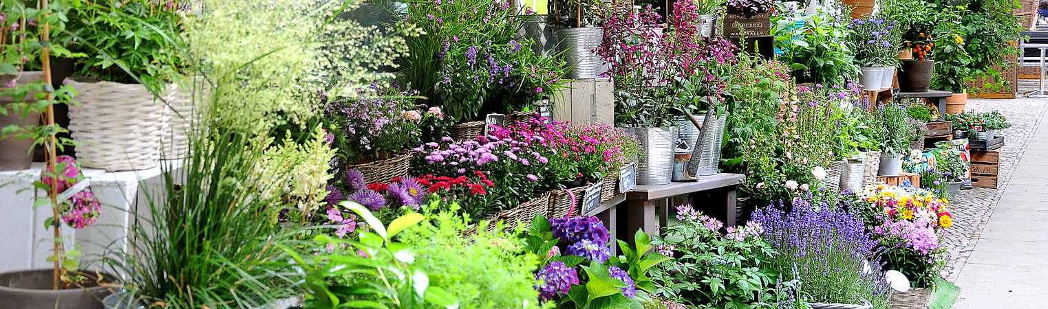 Floristik Prenzlauer Berg, Berlin, Blumen, Pflanzen, Erde, Balkonbepflanzung