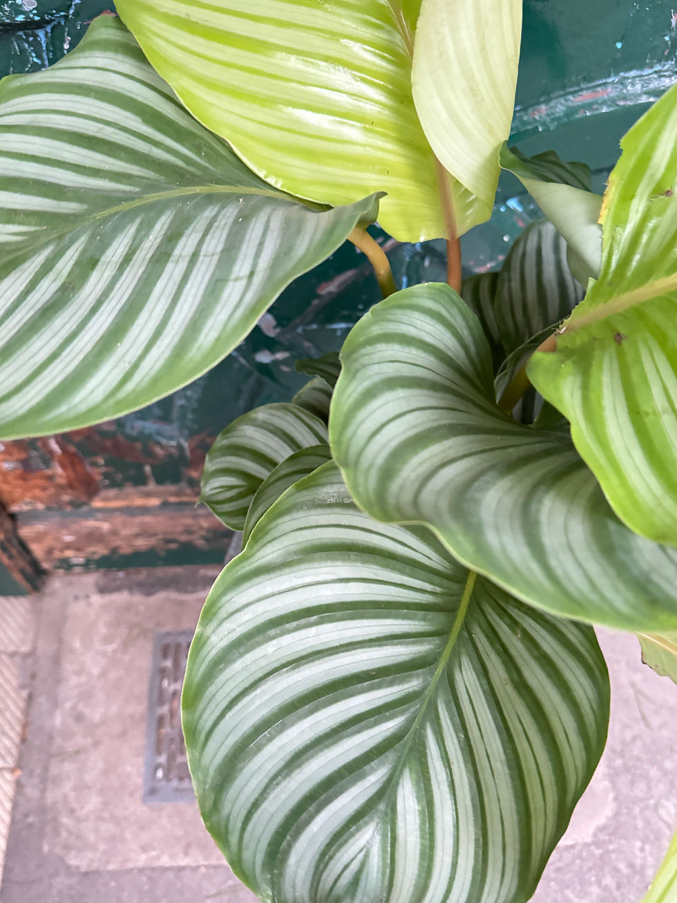 Miniaturbild: Calathea