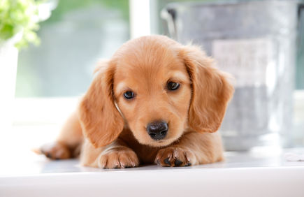 犬猫の一般診療