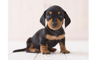 ★犬美容
