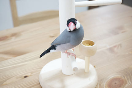 鳥