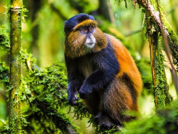 Golden monkey in jungle