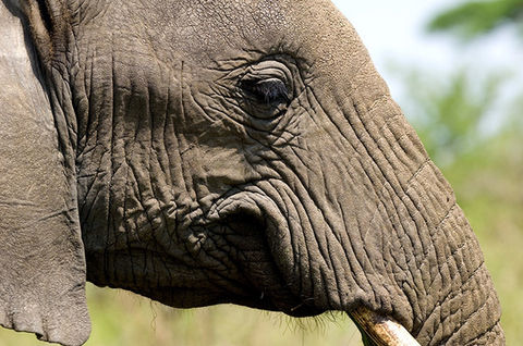 Elephant face