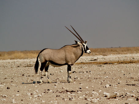 Profile of an oryx standing on the rocky and sandy plains.