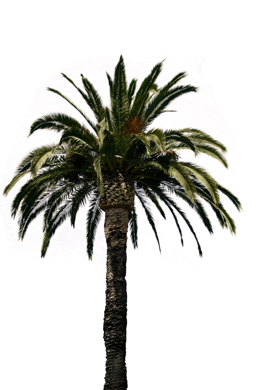 DjPxD5-date-palm-trees-hd-image.png