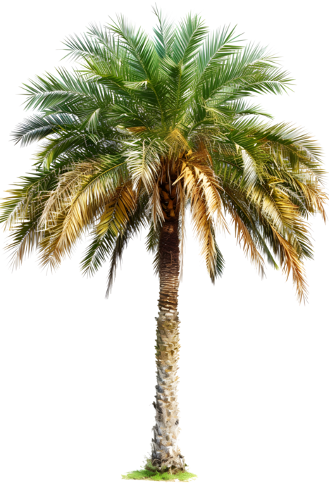 ai-generated-palm-tree-png.png.webp