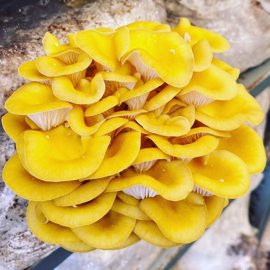 Lion's Mane Mushrooms Fresh Pick Mushrooms Kelowna