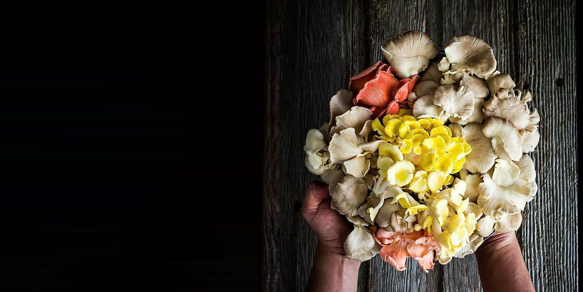 Lion's Mane Mushrooms Fresh Pick Mushrooms Kelowna
