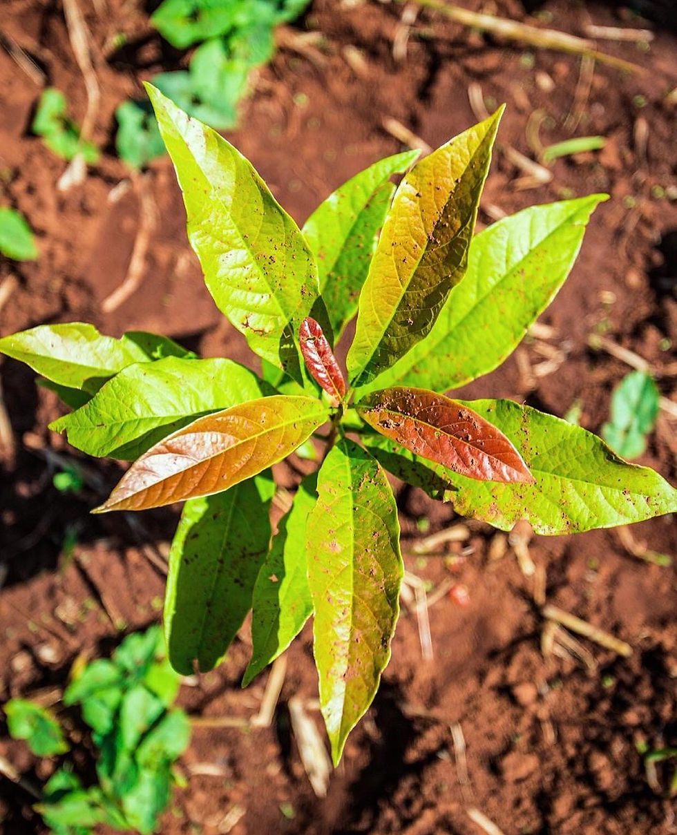 Thumbnail: greenUS Essential Mask