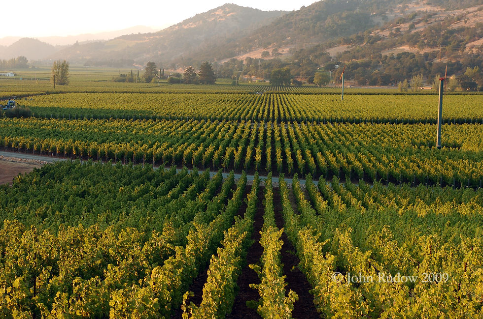 Napa Valley Floor copy.jpg