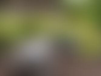 Planning an Outdoor Deck — Function, Lifestyle & Long-Term Value