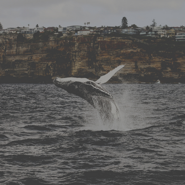 Ver ballenas GRATIS en Sydney