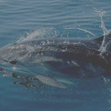 Ver ballenas y delfines en Sydney dese un bote 