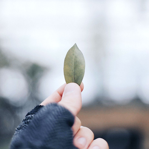 Holding Leaf
