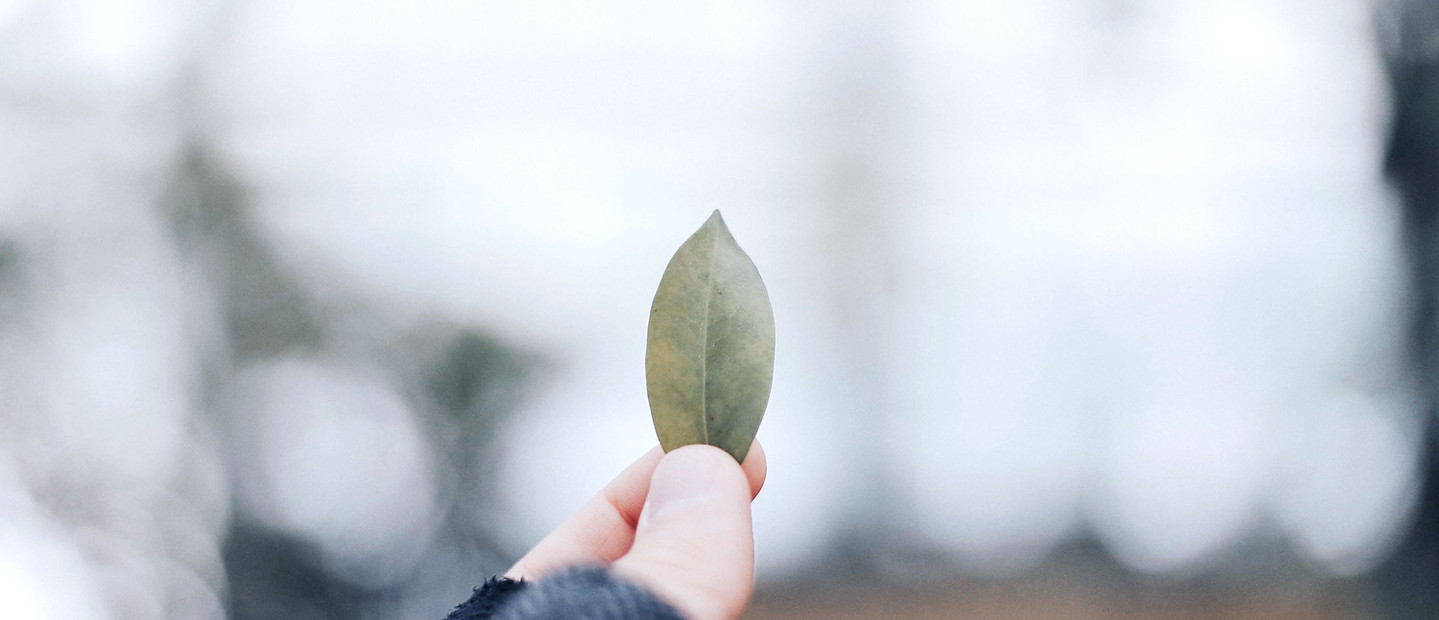 Holding Leaf