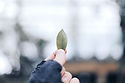 Holding Leaf