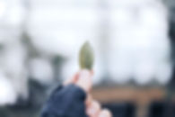 Holding Leaf