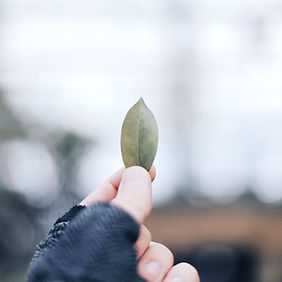 fresh leaf symbolizing new life
