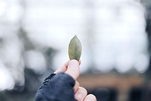 Holding Leaf