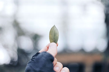 Holding Leaf