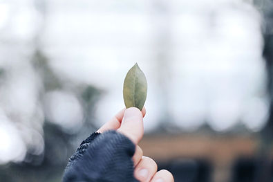 peace and insight