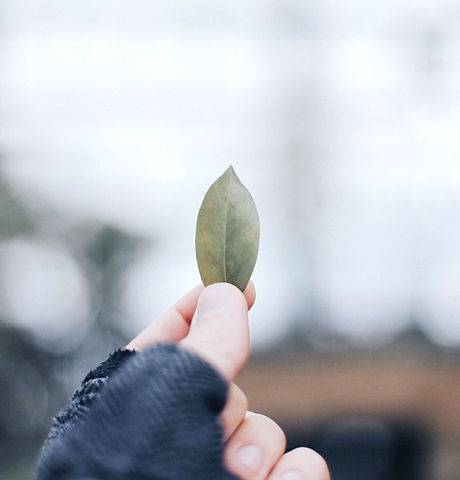 Holding Leaf