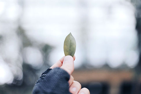 Holding Leaf