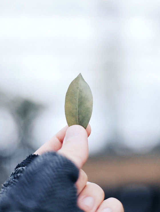 Holding Leaf