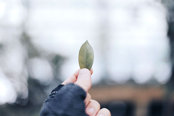 Holding Leaf
