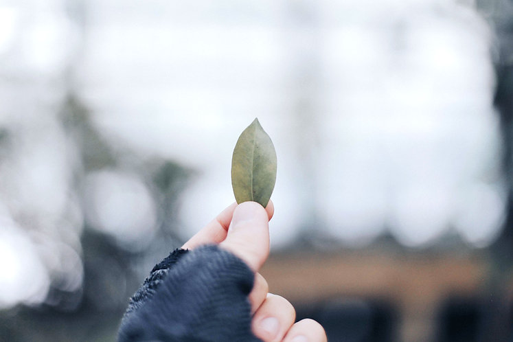 Holding Leaf