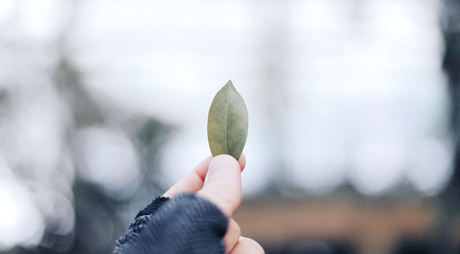 Holding Leaf