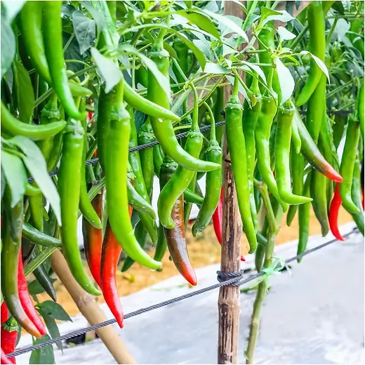 chilli-delhi-f1-long-seeds-711299.webp