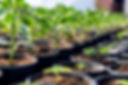 chillliplants-scaled.jpg